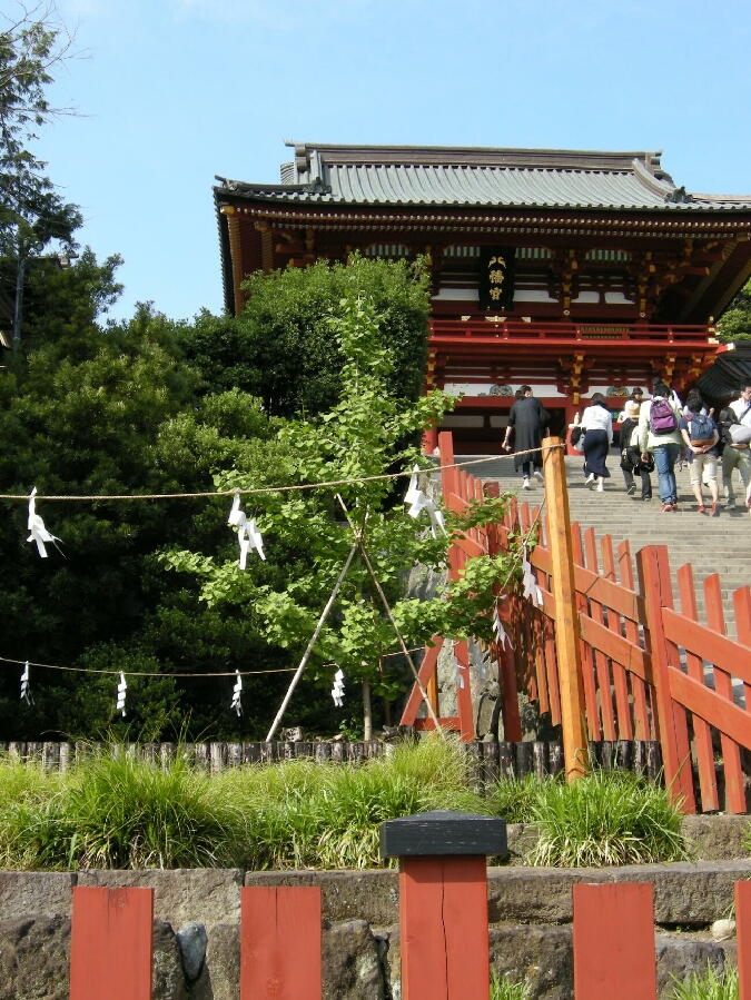 鶴岡 八幡宮 イチョウ の 木