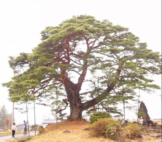 横手の駒の松